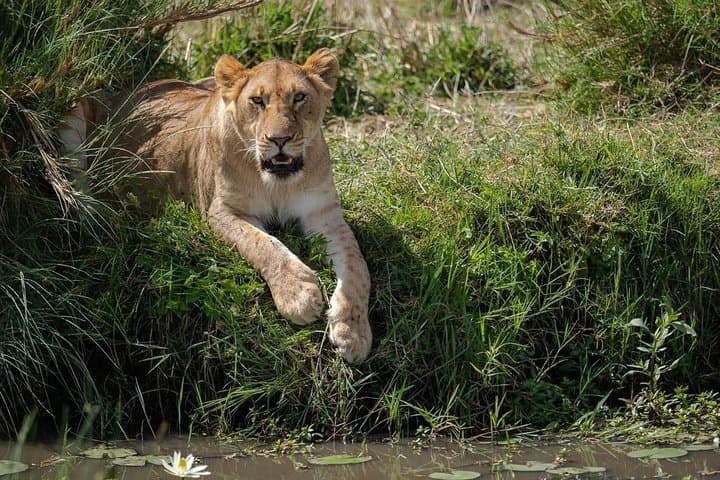 Ngorongoro Crater Full-Day Safari from Arusha photo 2