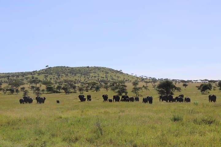 7-Day Private Mid-Range Big Five Safari in Northern Tanzania photo 3