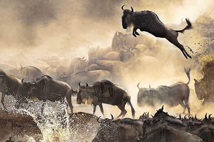 7-Day Private Mid-Range Big Five Safari in Northern Tanzania photo 4