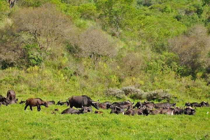7-Day Private Mid-Range Big Five Safari in Northern Tanzania photo 6