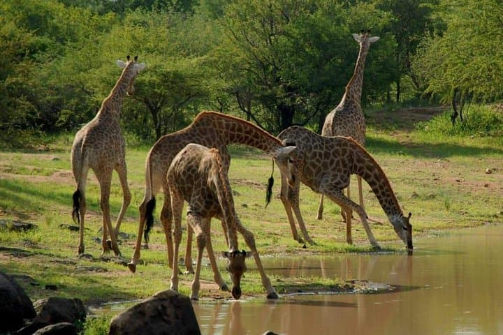 4-Day Camping Safari: Arusha to Tarangire, Serengeti & Ngorongoro photo 2