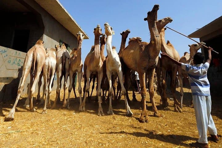 Birqash Camel Market Tour: Morning Camel Trading on Cairo’s Desert Edge photo 3