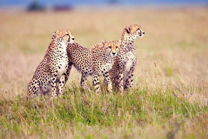 3-Day Serengeti and Ngorongoro Camping Safari from Moshi photo 6