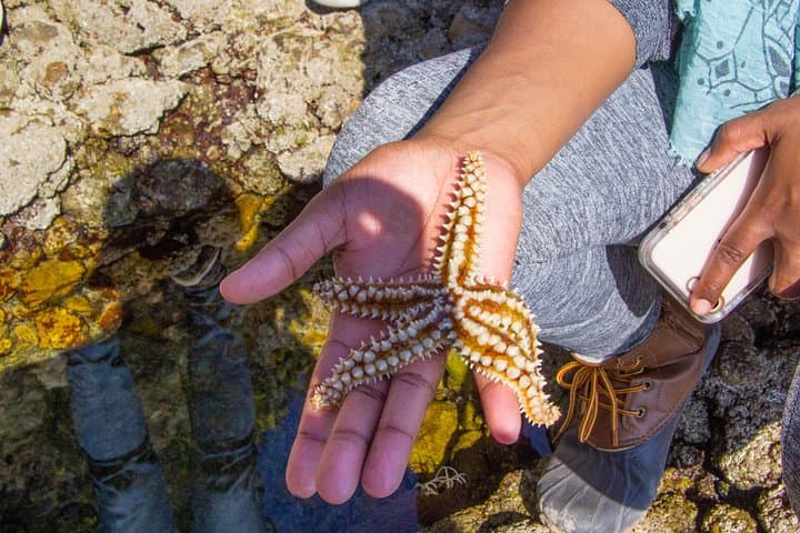 Discover Arrábida: Secret Beaches, Caves & Azeitão Wine Tour photo 3
