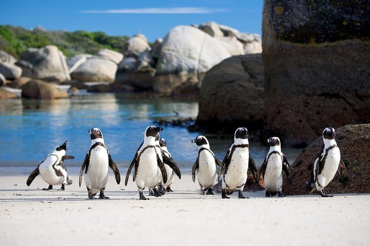 Full-Day Cape Peninsula & Robben Island: Penguins, Peaks and Mandela's Legacy photo 4