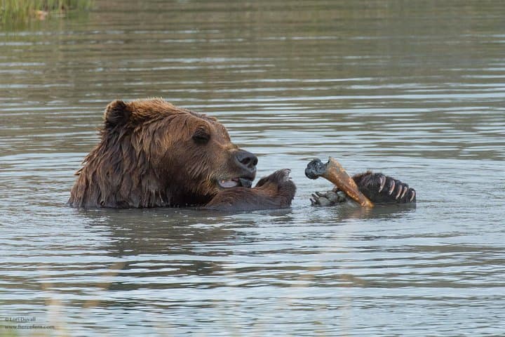 Alaska Wildlife Day Tour from Anchorage — Seward Highway & Conservation Center photo 6