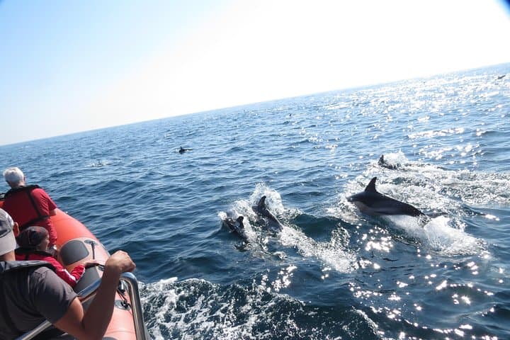Dolphin Safari in Nazaré: Coastal Boat Tour & Wildlife Watching photo 1
