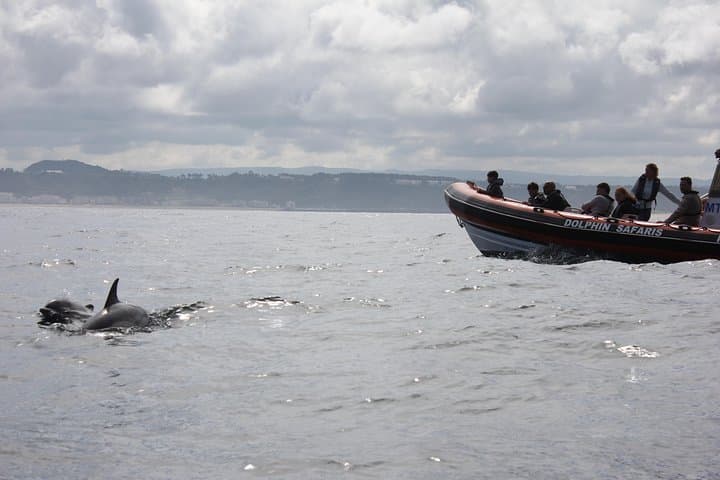 Dolphin Safari in Nazaré: Coastal Boat Tour & Wildlife Watching photo 3