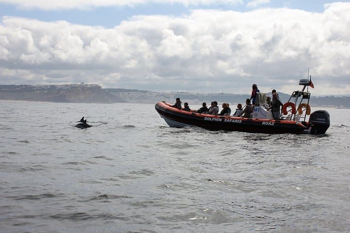 Dolphin Safari in Nazaré: Coastal Boat Tour & Wildlife Watching photo 4