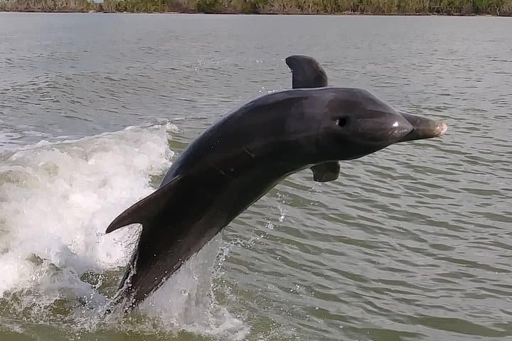 2-Hour Dolphin, Birding & Shelling Cruise in the 10,000 Islands (Naples) photo 2