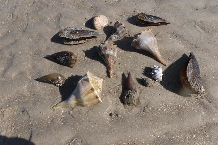 2-Hour Shelling Tour in the 10,000 Islands: Remote Barrier-Island Beaches & Wildlife photo 6