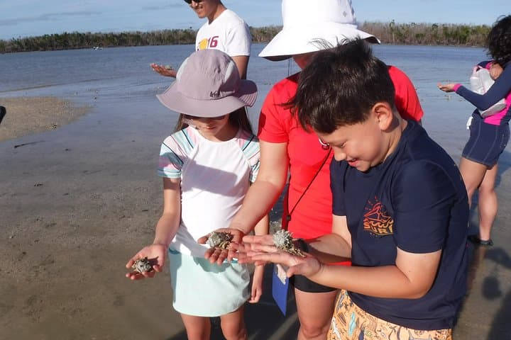 2-Hour Shelling Tour in the 10,000 Islands: Remote Barrier-Island Beaches & Wildlife