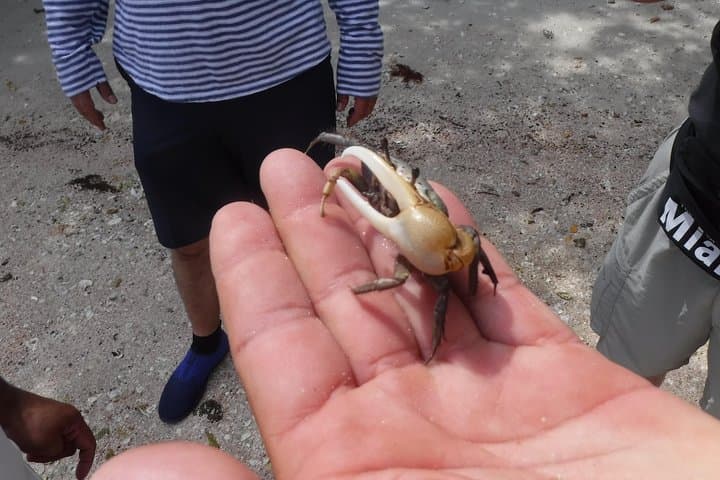 2-Hour Shelling Tour in the 10,000 Islands: Remote Barrier-Island Beaches & Wildlife photo 4