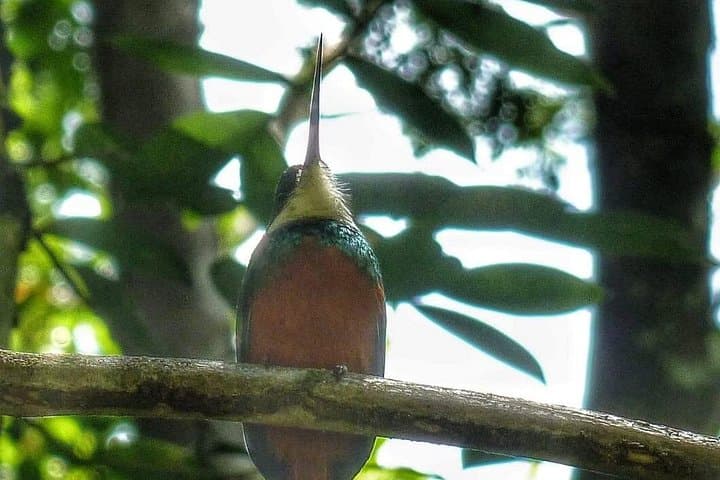 Tobago Rainforest & Island Nature Tours: Birdwatching, Waterfalls and Wildlife