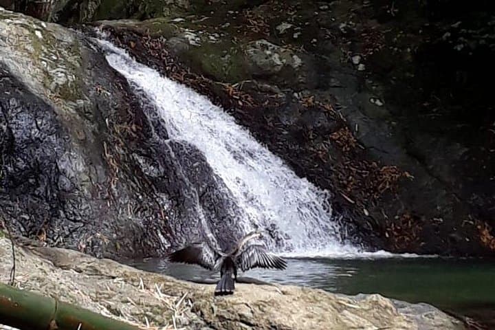 Tobago Rainforest & Island Nature Tours: Birdwatching, Waterfalls and Wildlife photo 3