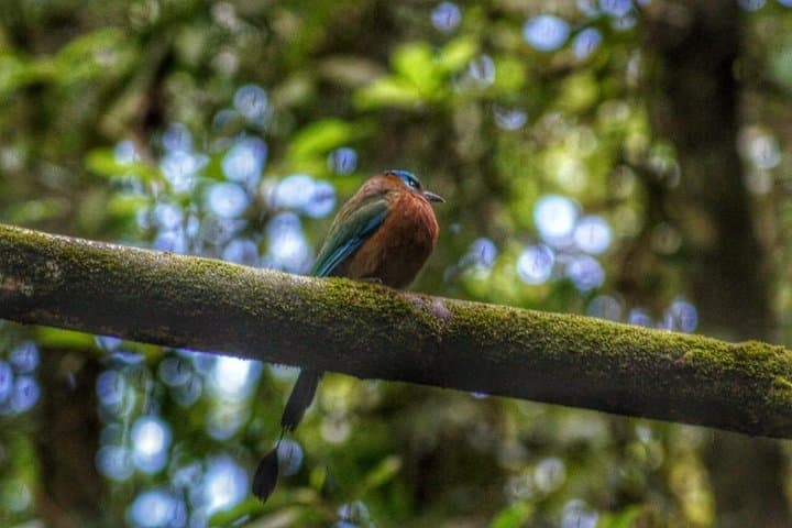 Tobago Rainforest & Island Nature Tours: Birdwatching, Waterfalls and Wildlife photo 4