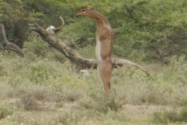 3-Day Serengeti & Ngorongoro Safari: Camping, Big Five & Migration photo 2