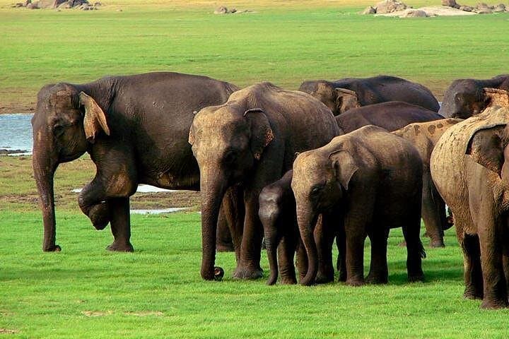 Jeep Safari to Udawalawe National Park: Up-Close Elephant Encounters & Birding photo 1