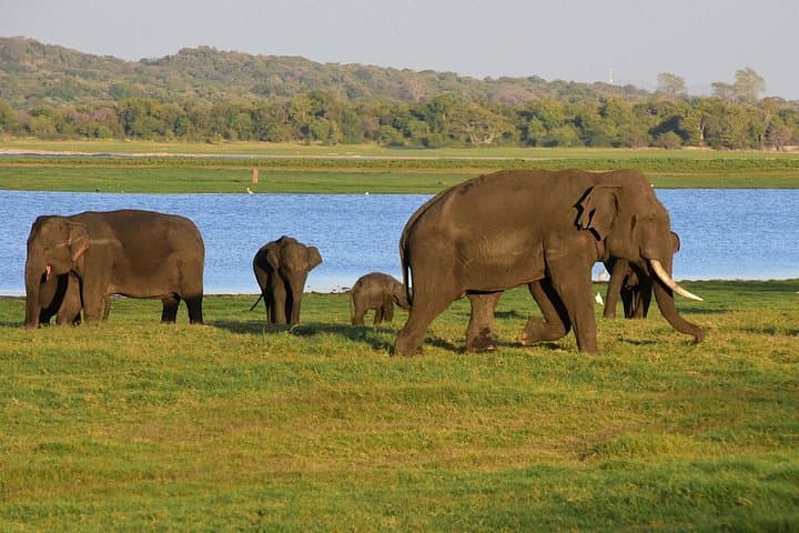 Jeep Safari to Udawalawe National Park: Up-Close Elephant Encounters & Birding photo 2