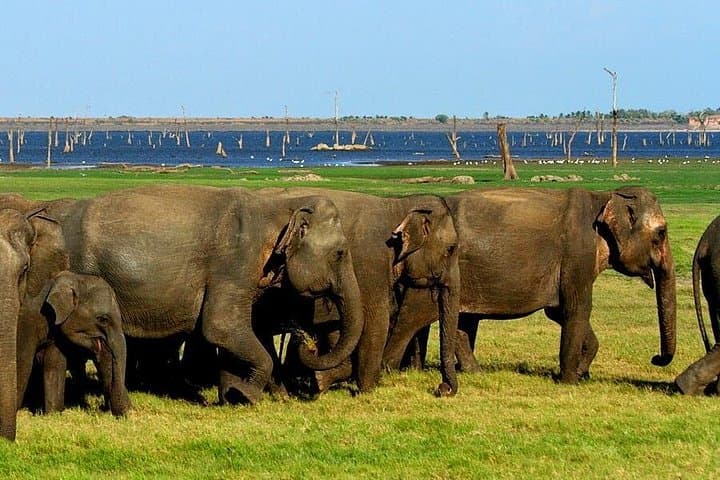 Jeep Safari to Udawalawe National Park: Up-Close Elephant Encounters & Birding photo 3