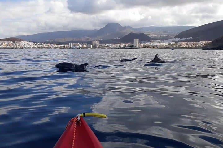 Tenerife Kayak Adventure: Paddle with Dolphins & Sea Turtles photo 6