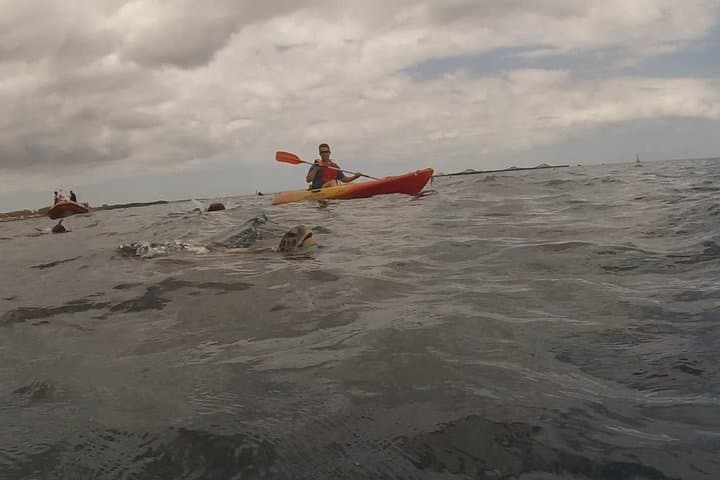 Tenerife Kayak Adventure: Paddle with Dolphins & Sea Turtles photo 5