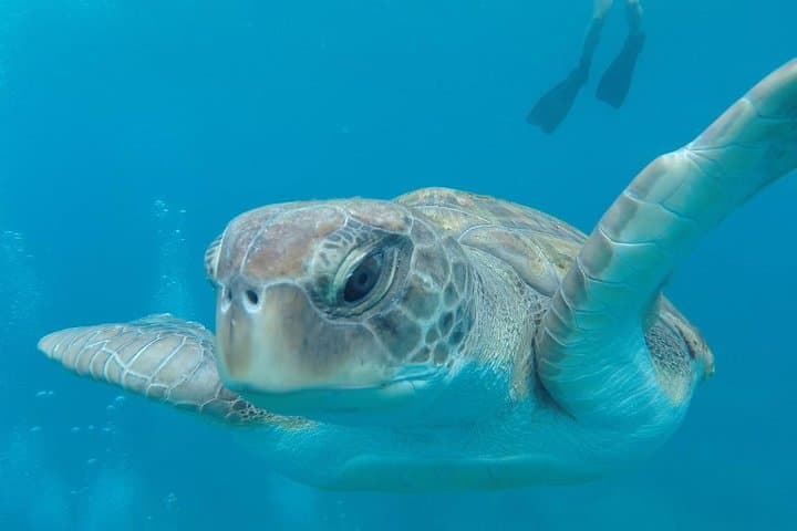Tenerife Kayak Adventure: Paddle with Dolphins & Sea Turtles photo 4