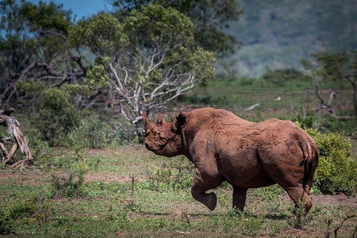 Full-Day Aquila Safari from Cape Town: Big Five Game Drive & Cheetah Rescue photo 2