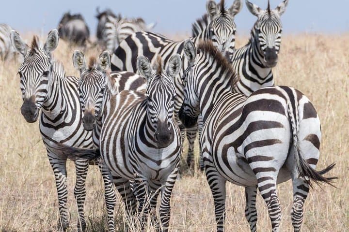 Full-Day Aquila Safari from Cape Town: Big Five Game Drive & Cheetah Rescue photo 3