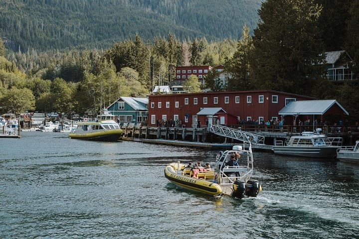 Zodiac Whale Watching from Telegraph Cove: Johnstone Strait Wildlife Cruise