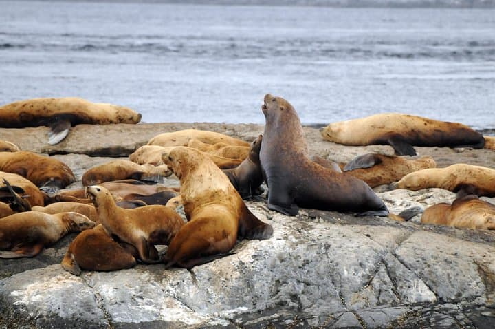 Zodiac Whale Watching from Telegraph Cove: Johnstone Strait Wildlife Cruise photo 2