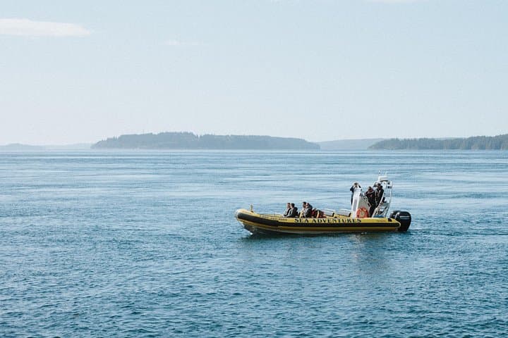 Zodiac Whale Watching from Telegraph Cove: Johnstone Strait Wildlife Cruise photo 4