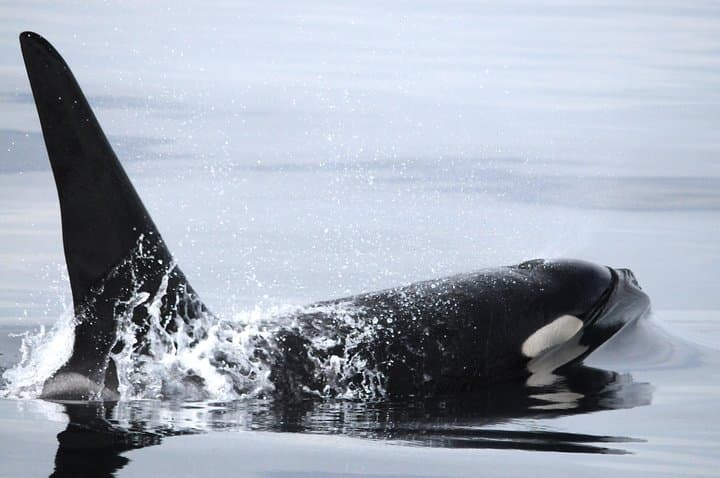 Zodiac Whale Watching from Telegraph Cove: Johnstone Strait Wildlife Cruise photo 5