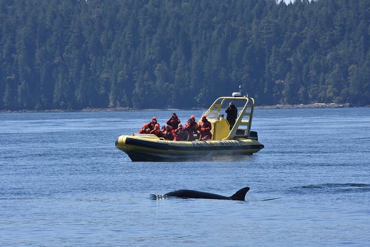 Zodiac Whale Watching from Telegraph Cove: Johnstone Strait Wildlife Cruise photo 6