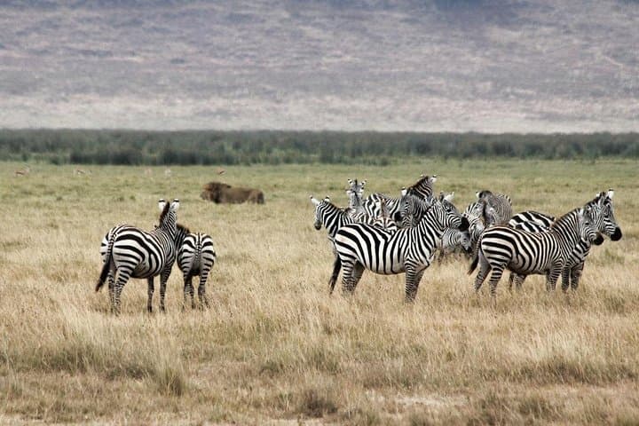 Aquila Safari Overnight from Cape Town — Big Five Game Drive and Overnight Lodge photo 3