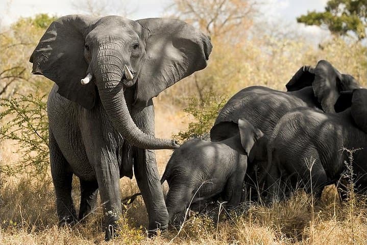 Aquila Safari Overnight from Cape Town — Big Five Game Drive and Overnight Lodge photo 4