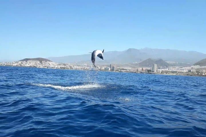 Tenerife Kayak Adventure: Paddle with Dolphins & Sea Turtles