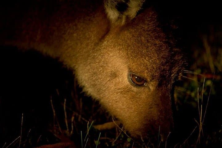Kangaroo Island Sunset Nocturnal Adventure Tour: Koalas, Wallabies & Southern Night Sky photo 2