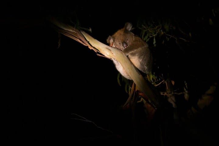 Kangaroo Island Sunset Nocturnal Adventure Tour: Koalas, Wallabies & Southern Night Sky photo 3