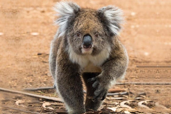 Guided Koala Walk and Bushfire Ecology Tour on Kangaroo Island