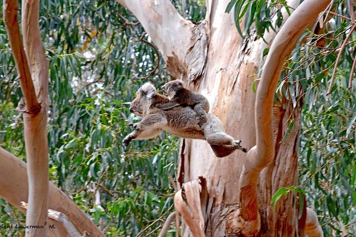 Guided Koala Walk and Bushfire Ecology Tour on Kangaroo Island photo 2