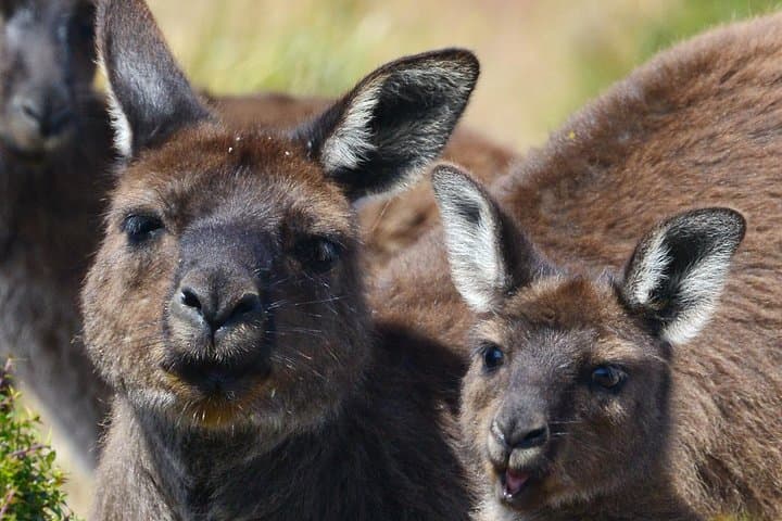 Guided Koala Walk and Bushfire Ecology Tour on Kangaroo Island photo 3