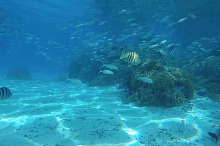 Half-Day Bora Bora Cultural & Lagoon Tour — Motu Walk, Va'a Discovery & Snorkel with Rays photo 2