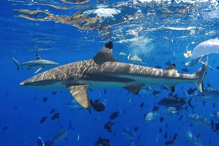 Half-Day Bora Bora Cultural & Lagoon Tour — Motu Walk, Va'a Discovery & Snorkel with Rays photo 4