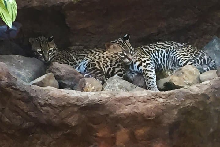 Beach, Mountain & Sloth Refuge ATV Tour — Guanacaste Off‑Road Wildlife Adventure photo 4