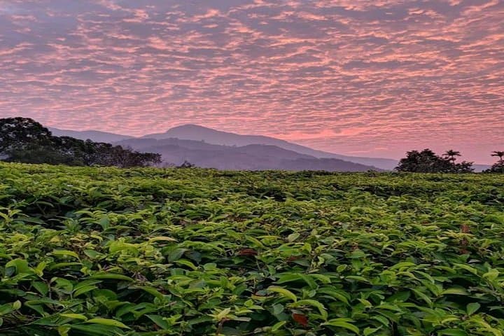 Munnar Tea Estate Private Tour: Full-Day Sightseeing, Tea Museum & Tasting