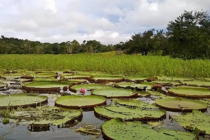 Full-Day Amazon River Experience with Night Boat Tour from Manaus photo 3