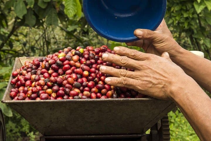 Extreme Canyoning and Coffee Experience in Santa Teresa, Peru photo 3
