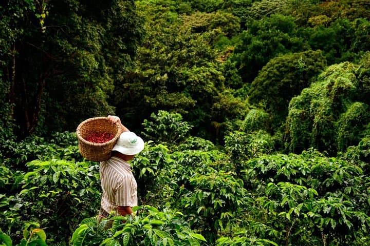 Extreme Canyoning and Coffee Experience in Santa Teresa, Peru photo 4