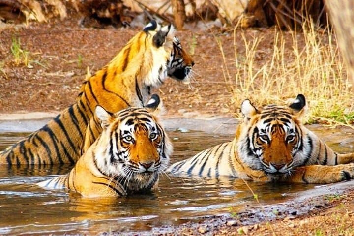 Golden Triangle & Ranthambore: 7-Day Taj, Tigers & Birdlife Tour